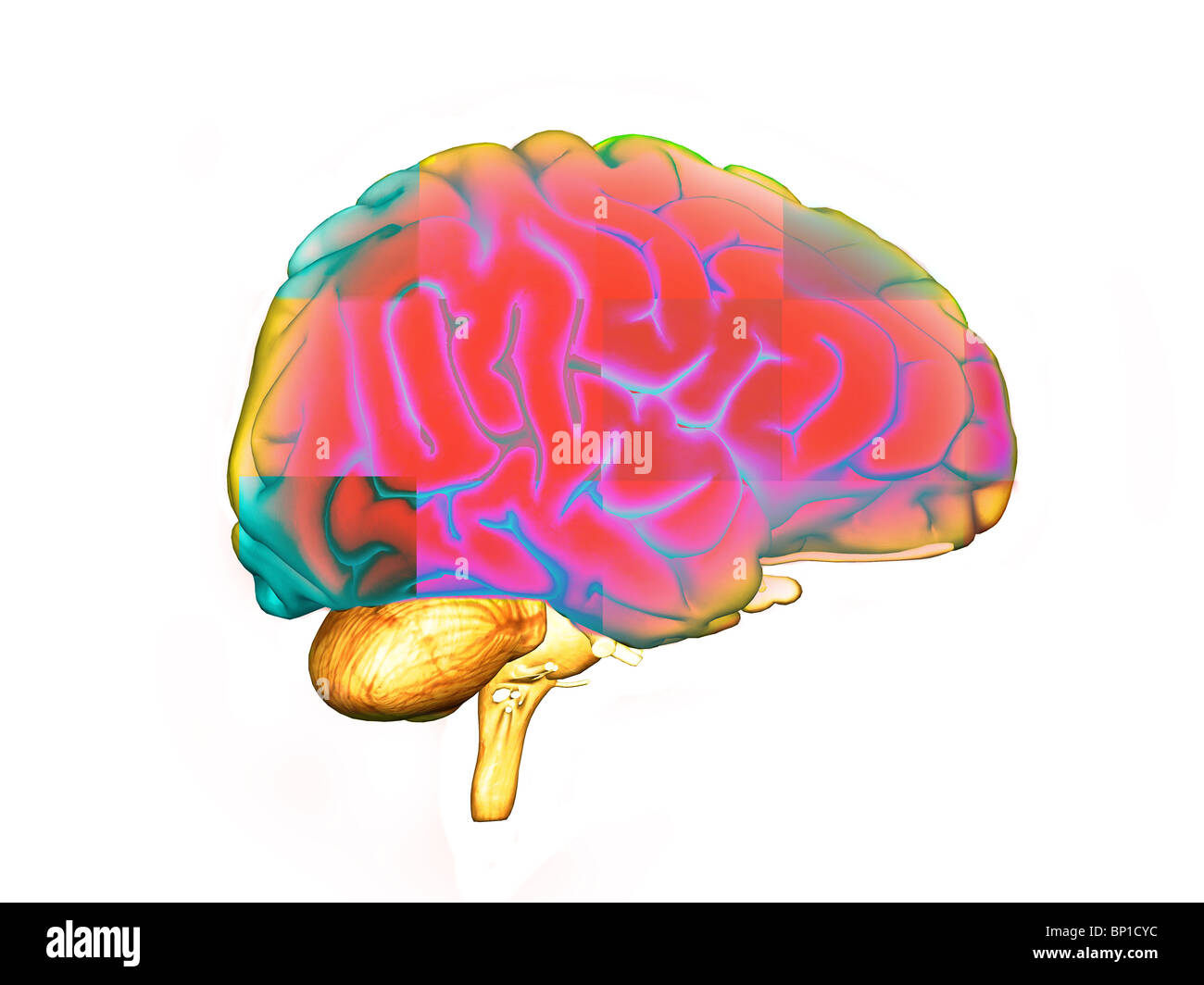 illustration of the human brain Stock Photo