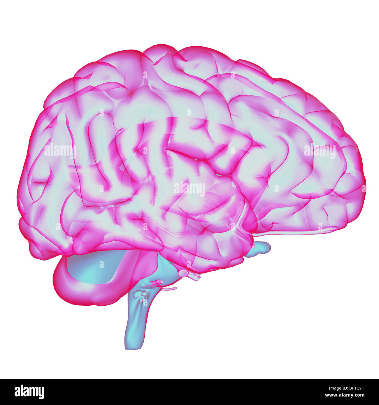 illustration of human brain Stock Photo