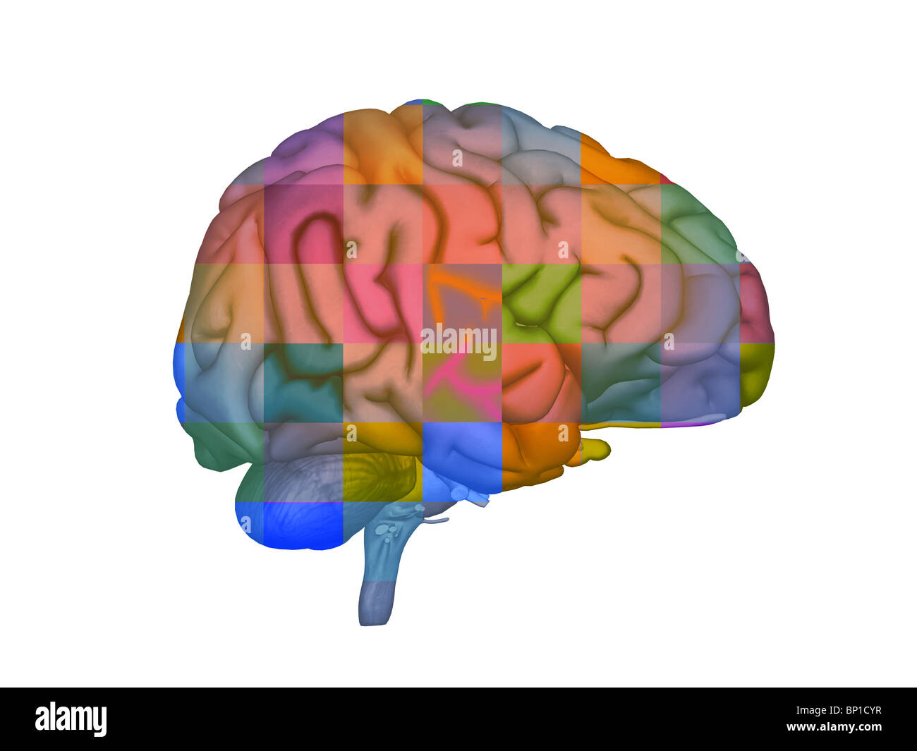 illustration of the human brain Stock Photo
