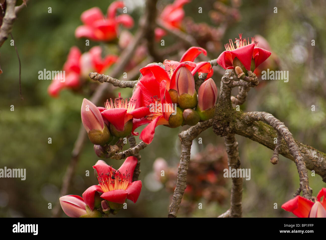 Silk cotton tree in bloom Stock Photo Alamy