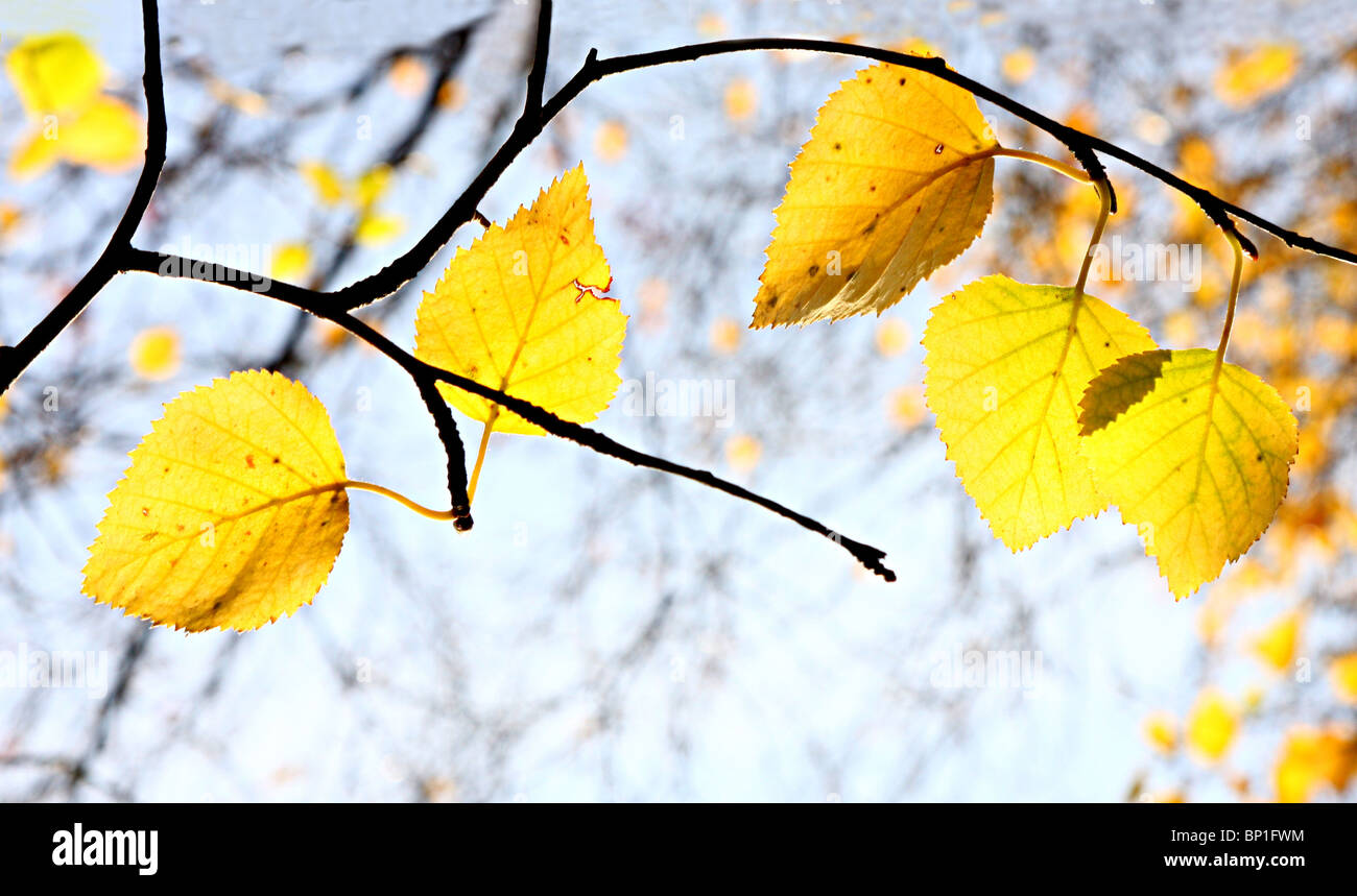 A branch of birch tree with bright yellow leaves, against blue sky ...