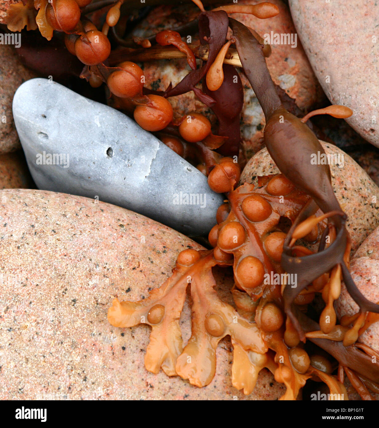 Jersey coast hi-res stock photography and images - Alamy