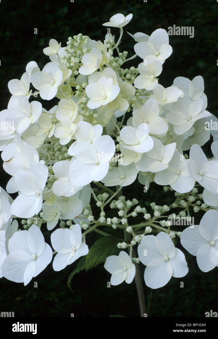 Hydrangea paniculata ‘White Moth’, flower flowers garden plant plants