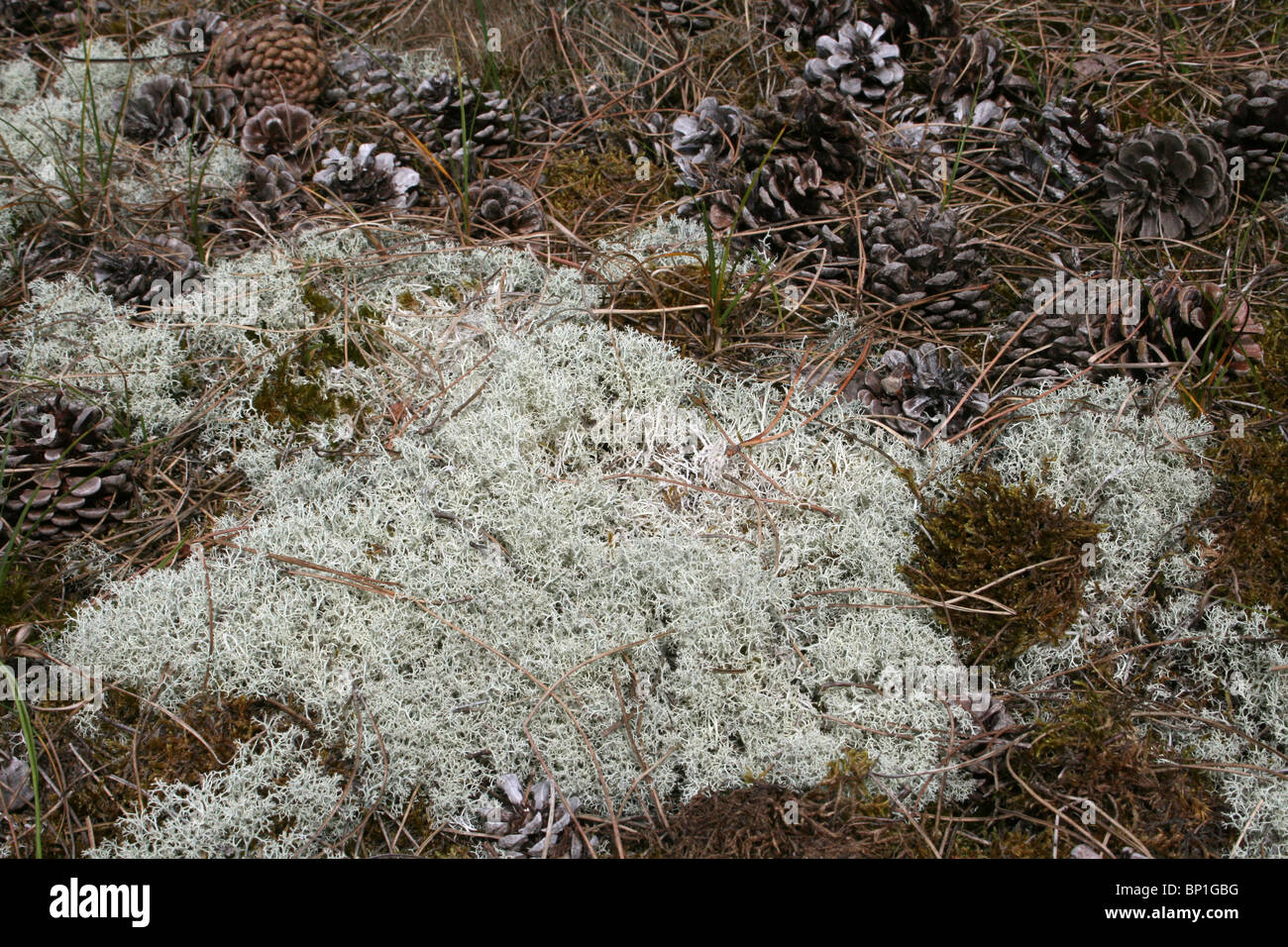 Reindeer Lichen Cladonia portentosa Growing Under Pine Trees On The Sefton Coast, Merseyside, UK Stock Photo