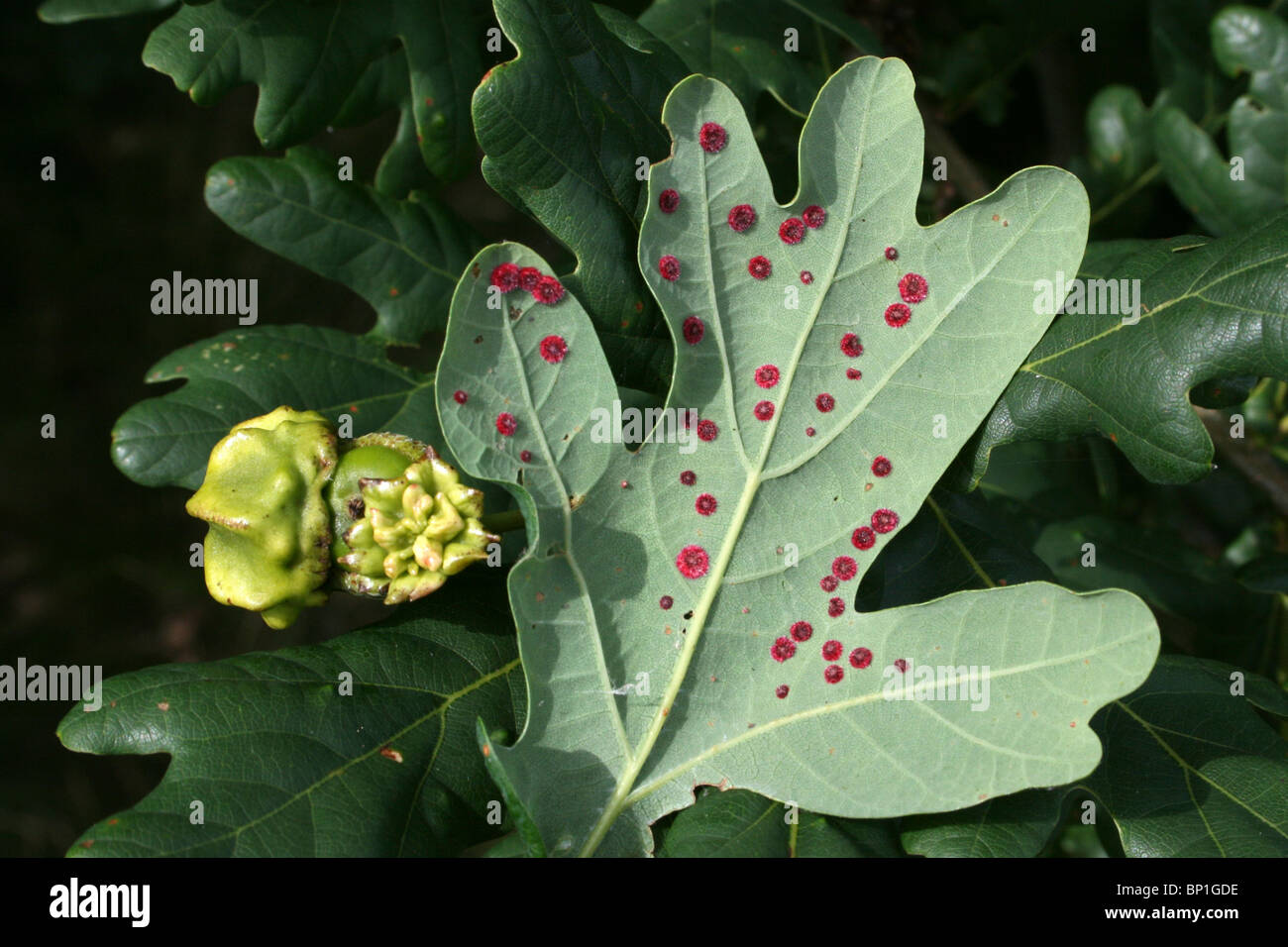 Oak Knopper Gall And Common Spangle Gall Caused By Gall Wasps Taken at Freshfield Dune Heath, Merseyside, UK Stock Photo