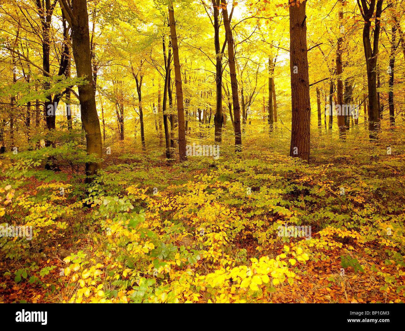 Autumn Colour in Burnham Beeches Forest,  Buckinghamshire, UK Stock Photo