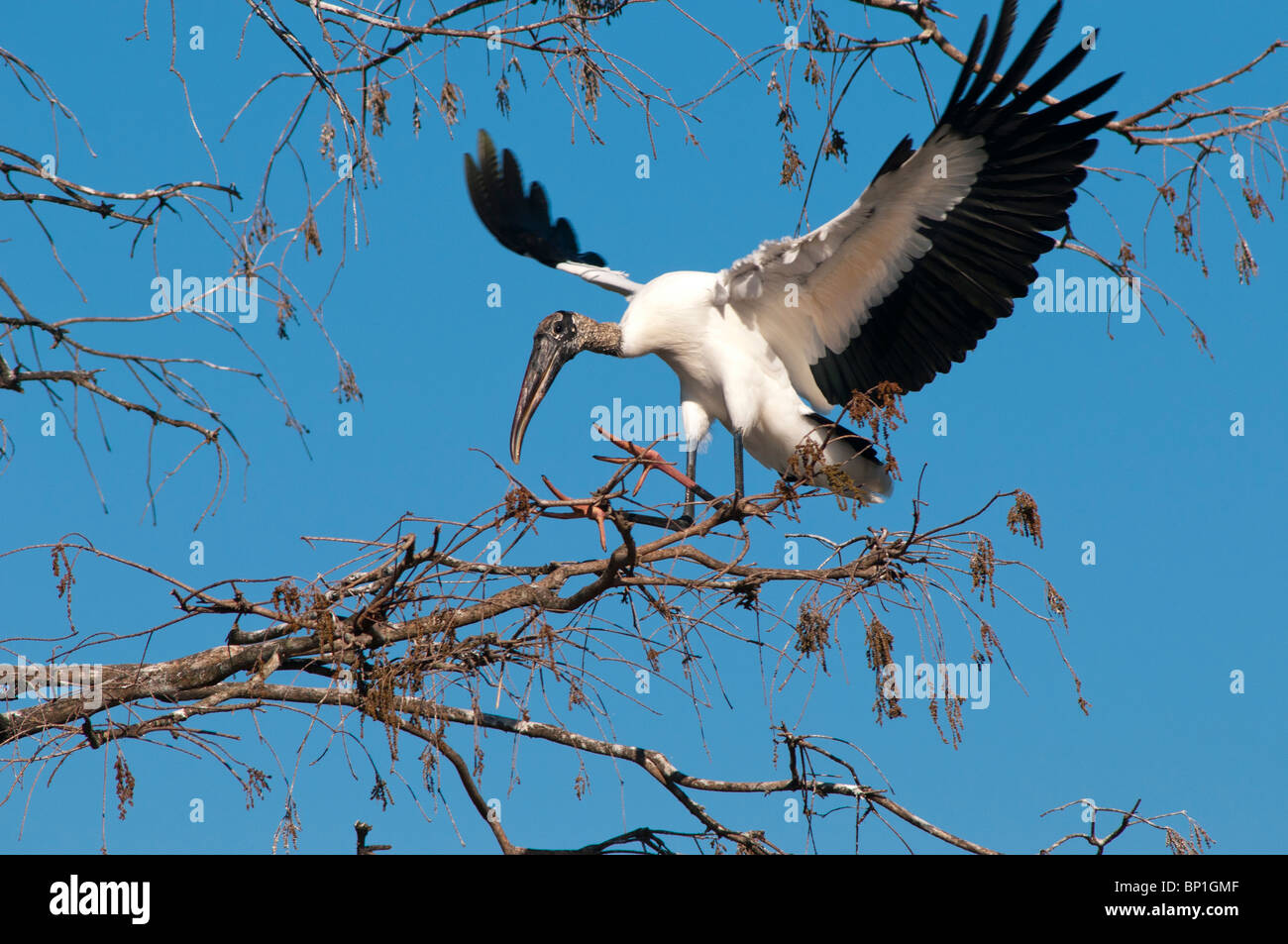 Wood Stork lands in tree. Stock Photo