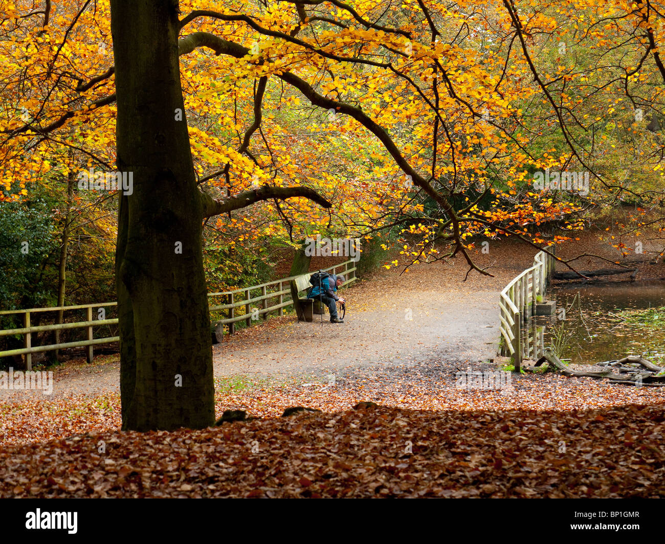 Autumn Colour in Burnham Beeches Forest,  Buckinghamshire, UK Stock Photo