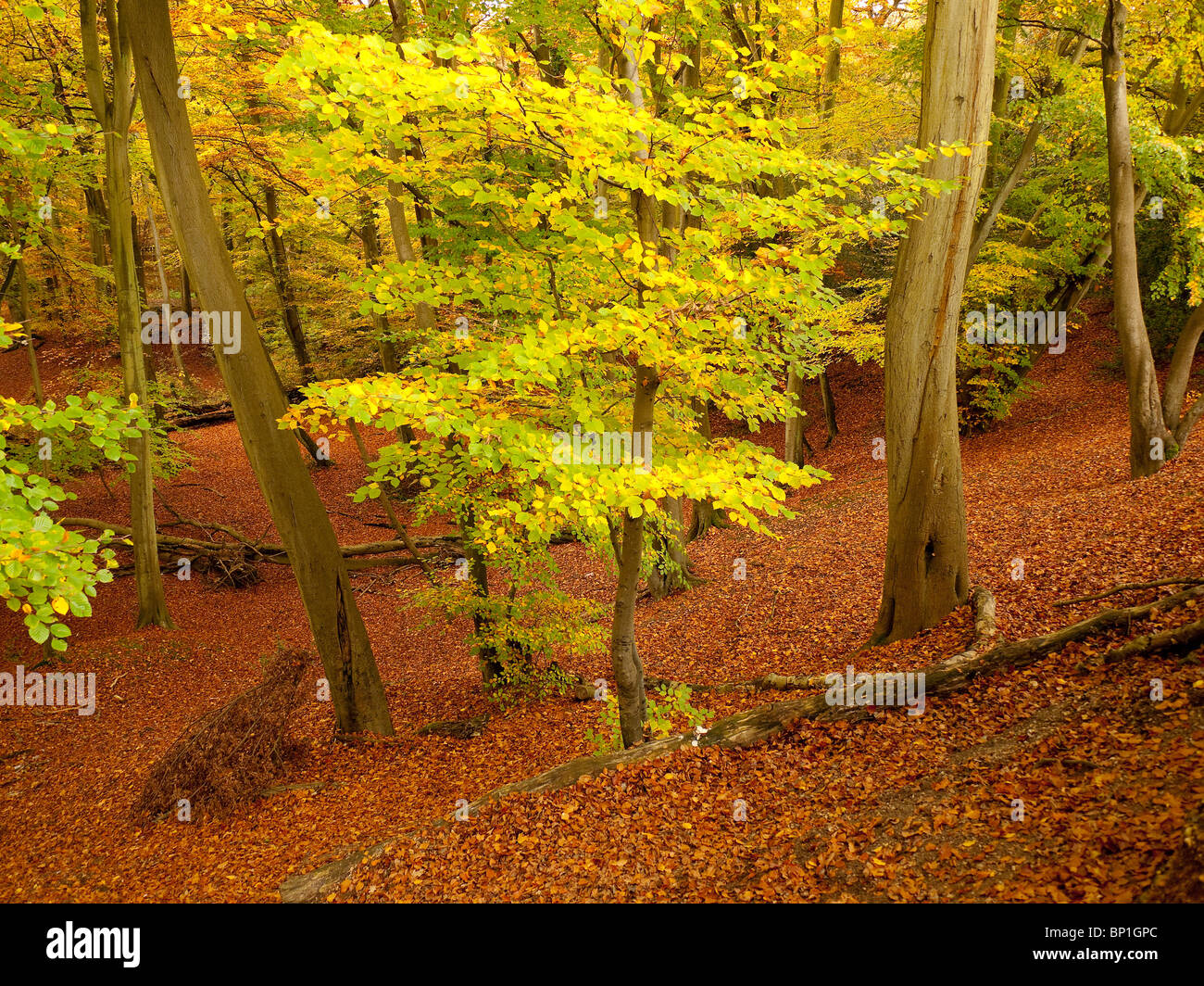 Autumn Colour in Burnham Beeches Forest, Buckinghamshire, UK Stock ...