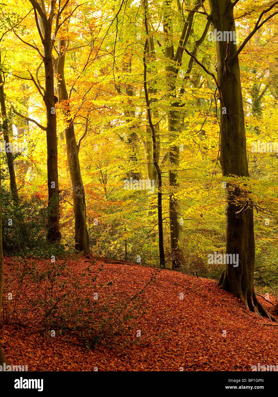 Autumn Colour in Burnham Beeches Forest, Buckinghamshire, UK Stock ...