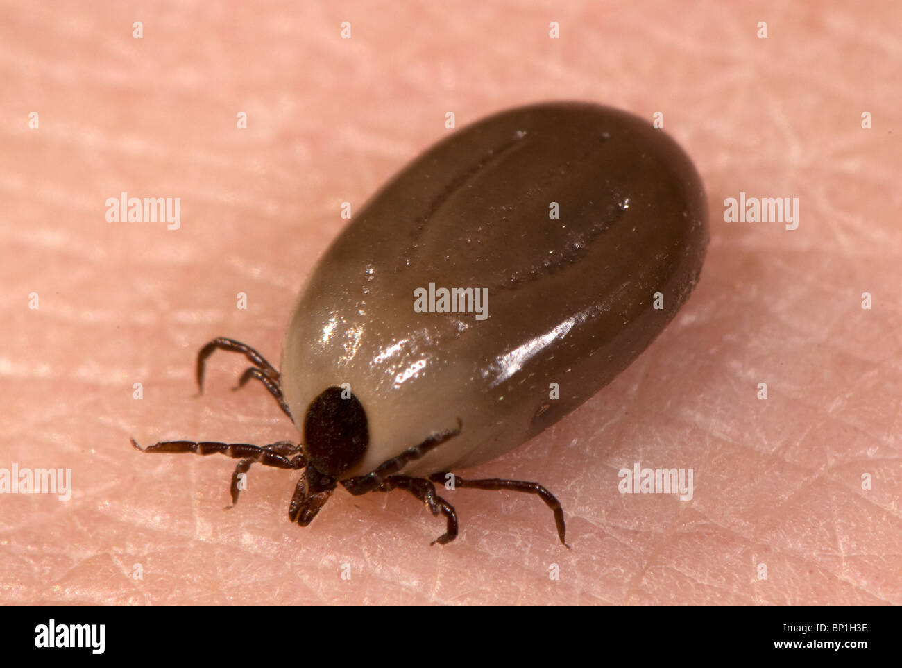 Ixodes tick, a vector of Lyme disease Stock Photo Alamy
