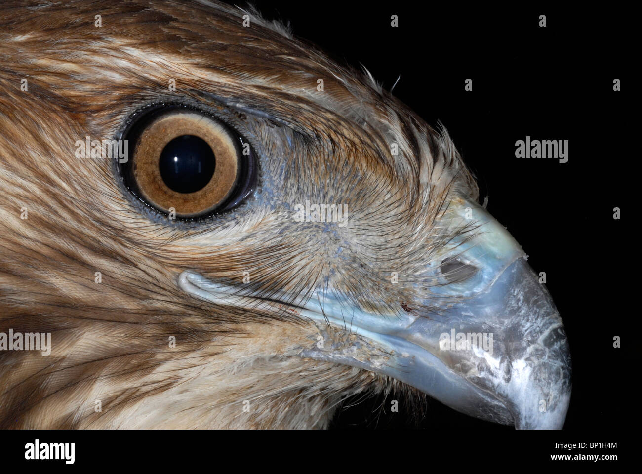close-up of the head of a red-tailed hawk, Buteo jamaicensis Stock Photo