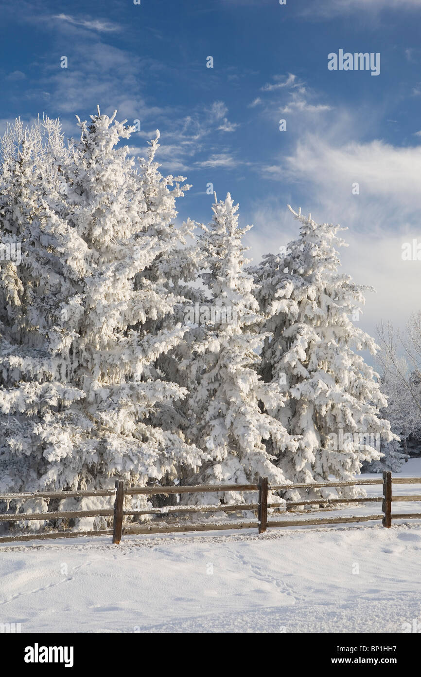 Calgary, Alberta, Canada; Snow Covered Evergreen Trees And A Wooden Fence Stock Photo