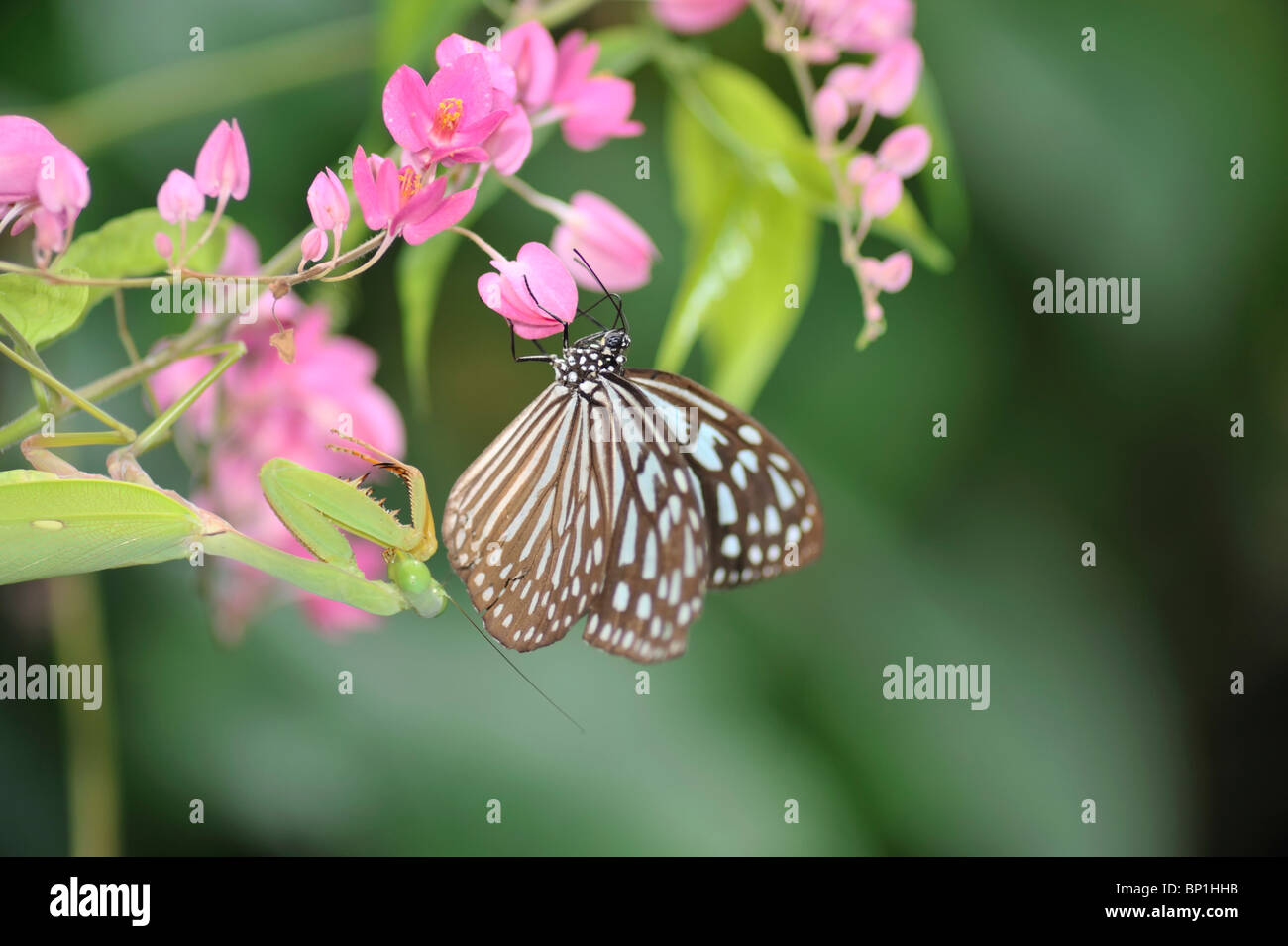 Blue Grassy Tiger Butterfly feeding on a pink Bougainvillea flower with