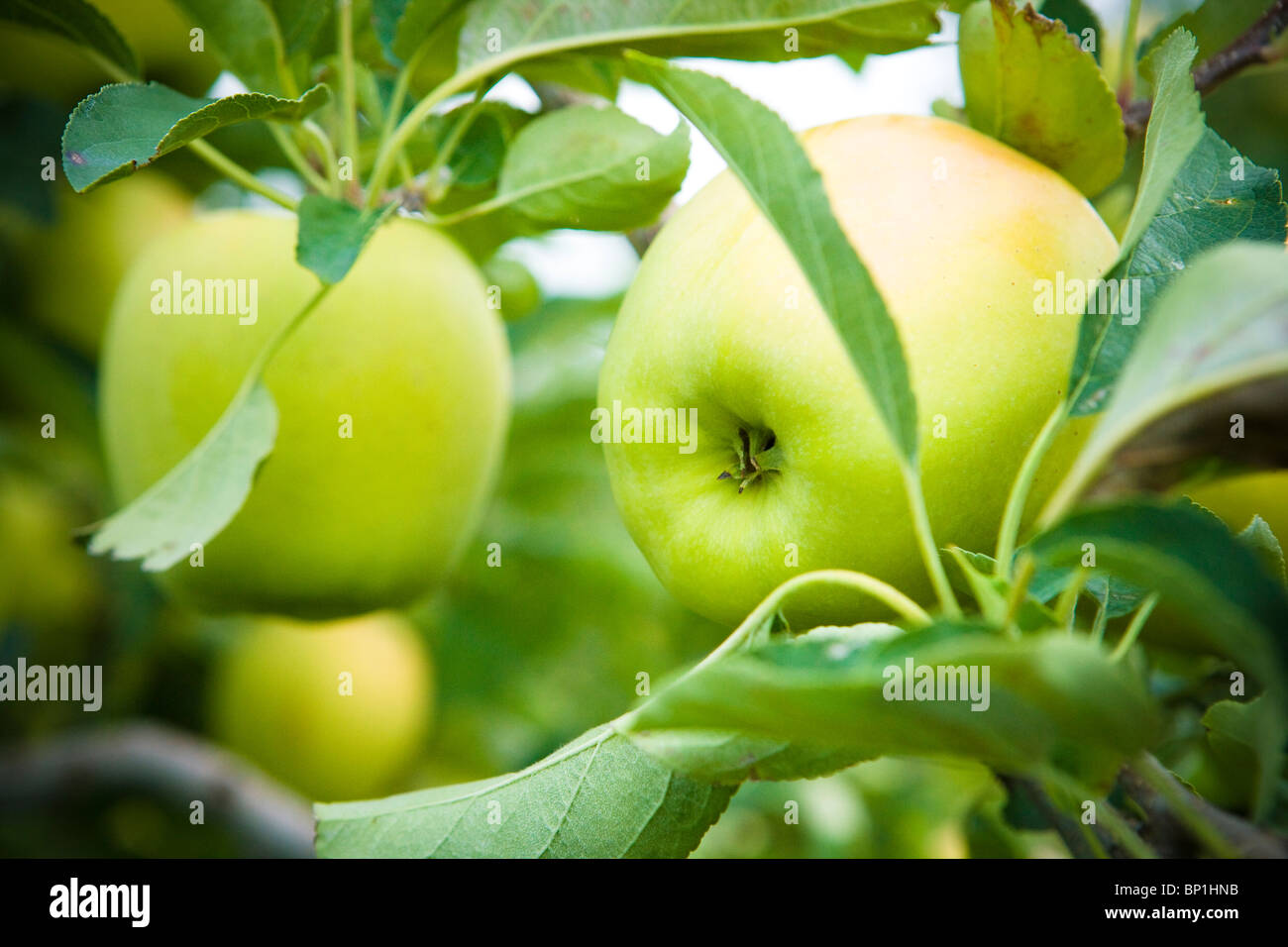 Golden Delicious apples Stock Photo Alamy