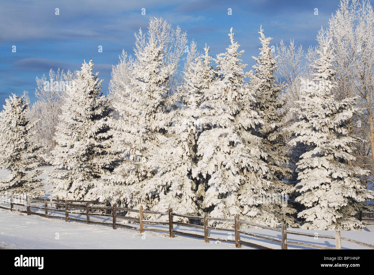 Calgary, Alberta, Canada; Snow Covered Evergreen Trees And A Wooden