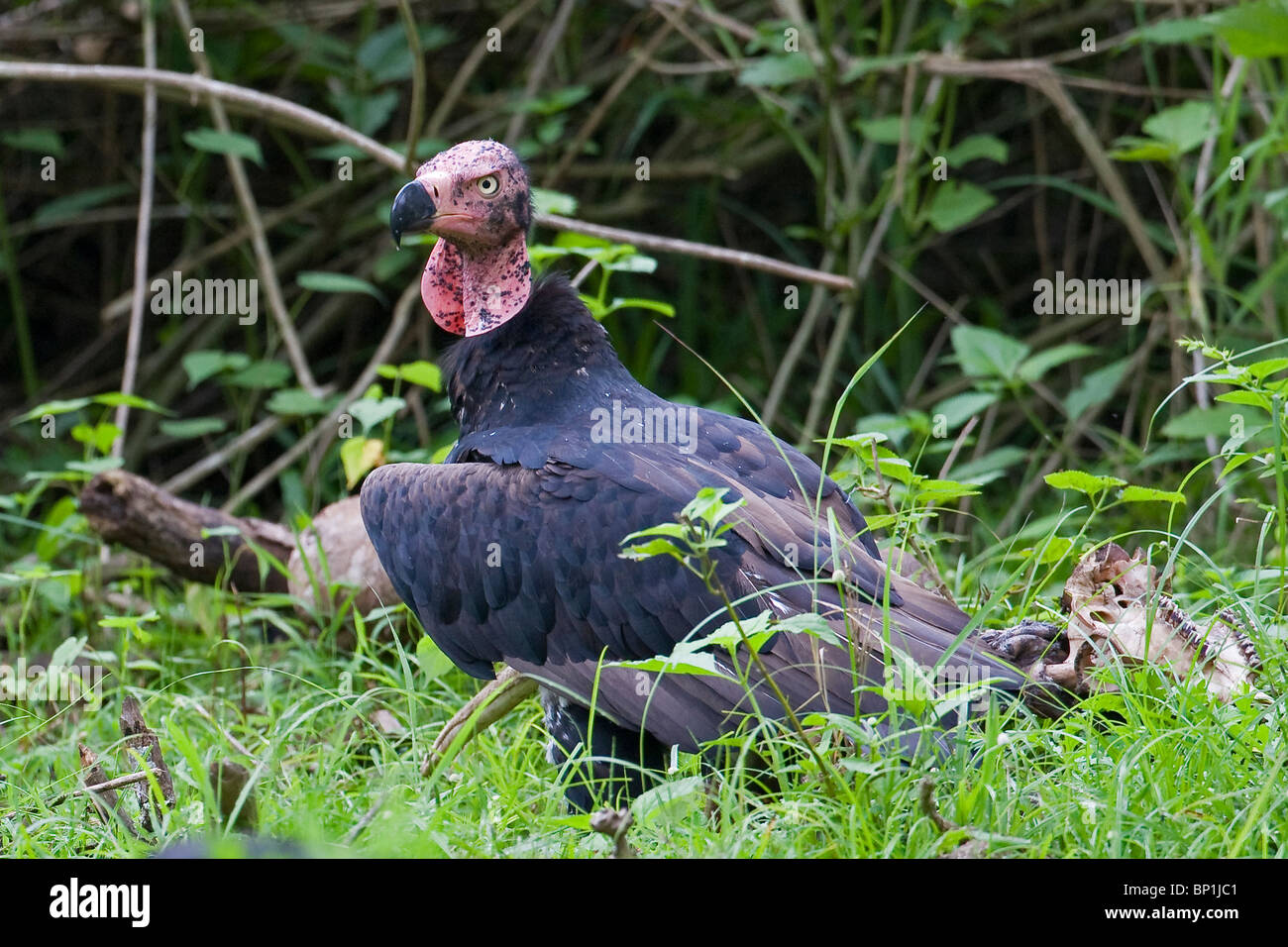 A red headed vulture (Sarcogyps calvus) alongside the remains of a spotted deer. Stock Photo