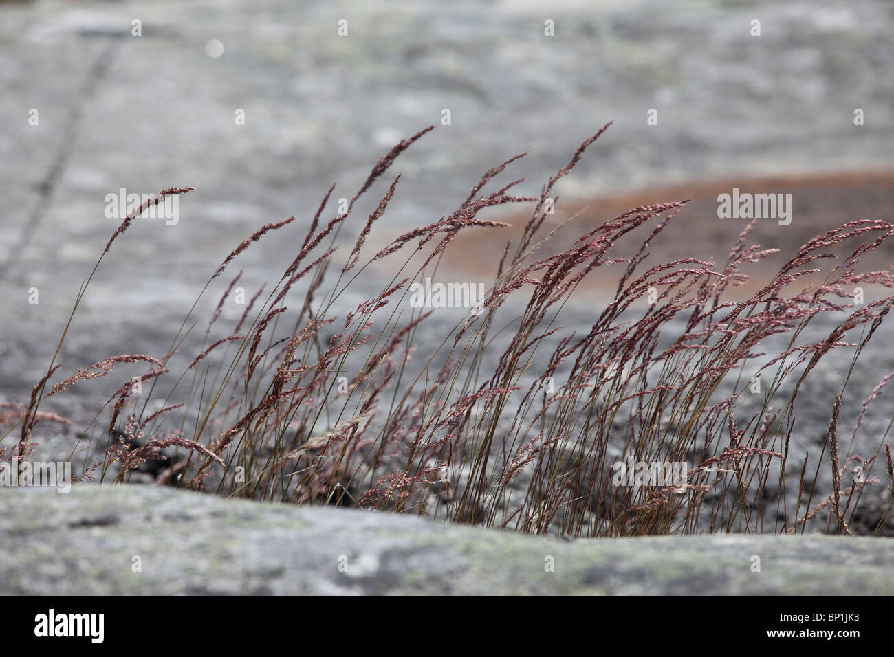 Red decorative grass by the cliffs of the sea Stock Photo