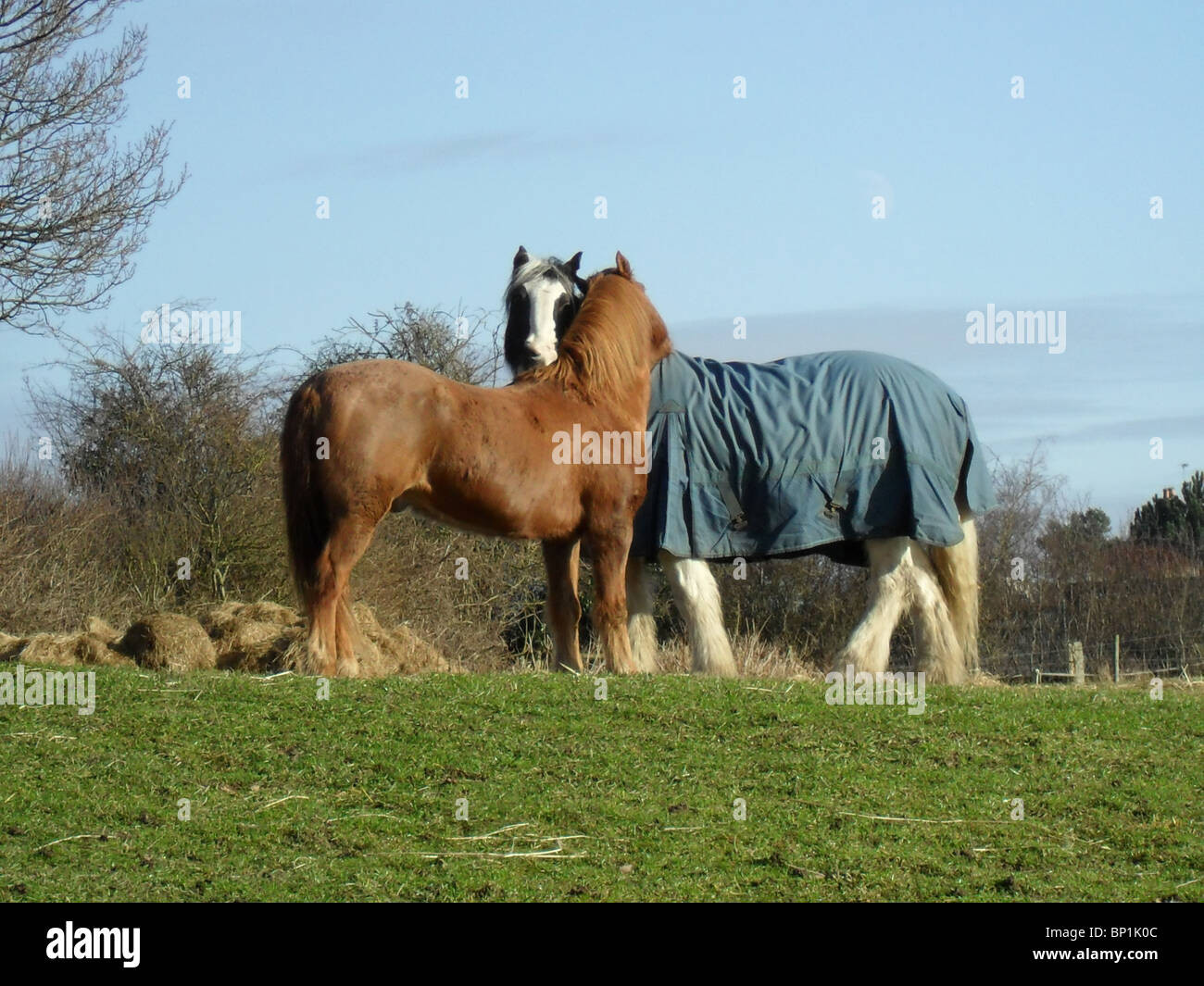 Horses grooming each other Stock Photo Alamy