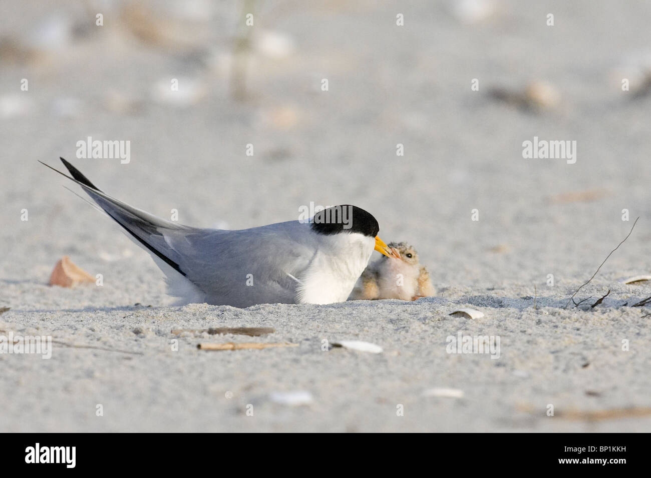 Adult Least Tern and Chick Stock Photo