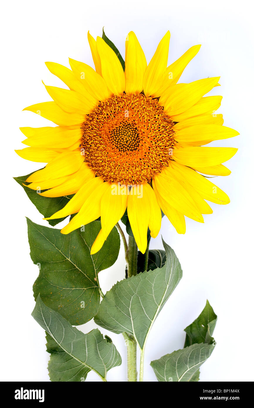 The beautiful sunflower isolated on a white background Stock Photo - Alamy