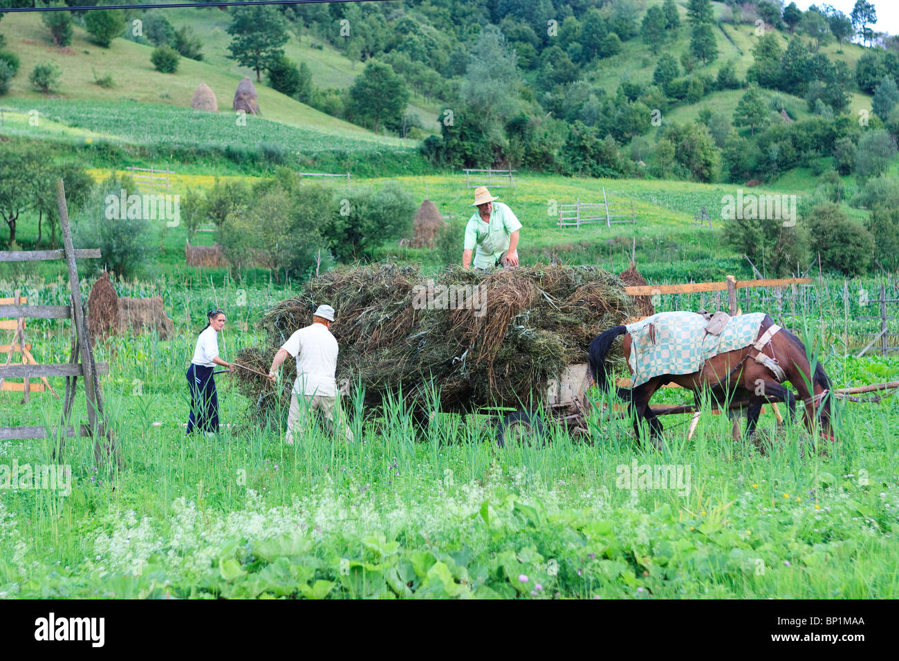 Villagers working on the field in the village of Poienile Izei (in Maramures county), Romania. Stock Photo