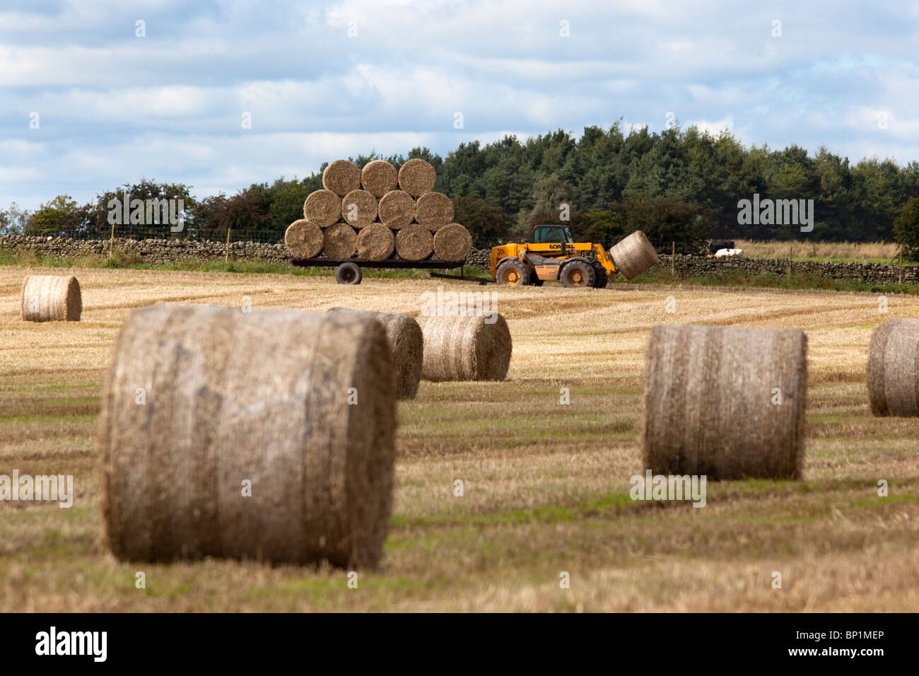 Collecting straw bales, Cumbria, UK Stock Photo Alamy