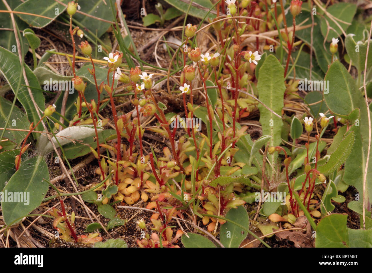 Rue-leaved saxifrage (Saxifraga tridactylites: Saxifragaceae), UK Stock Photo