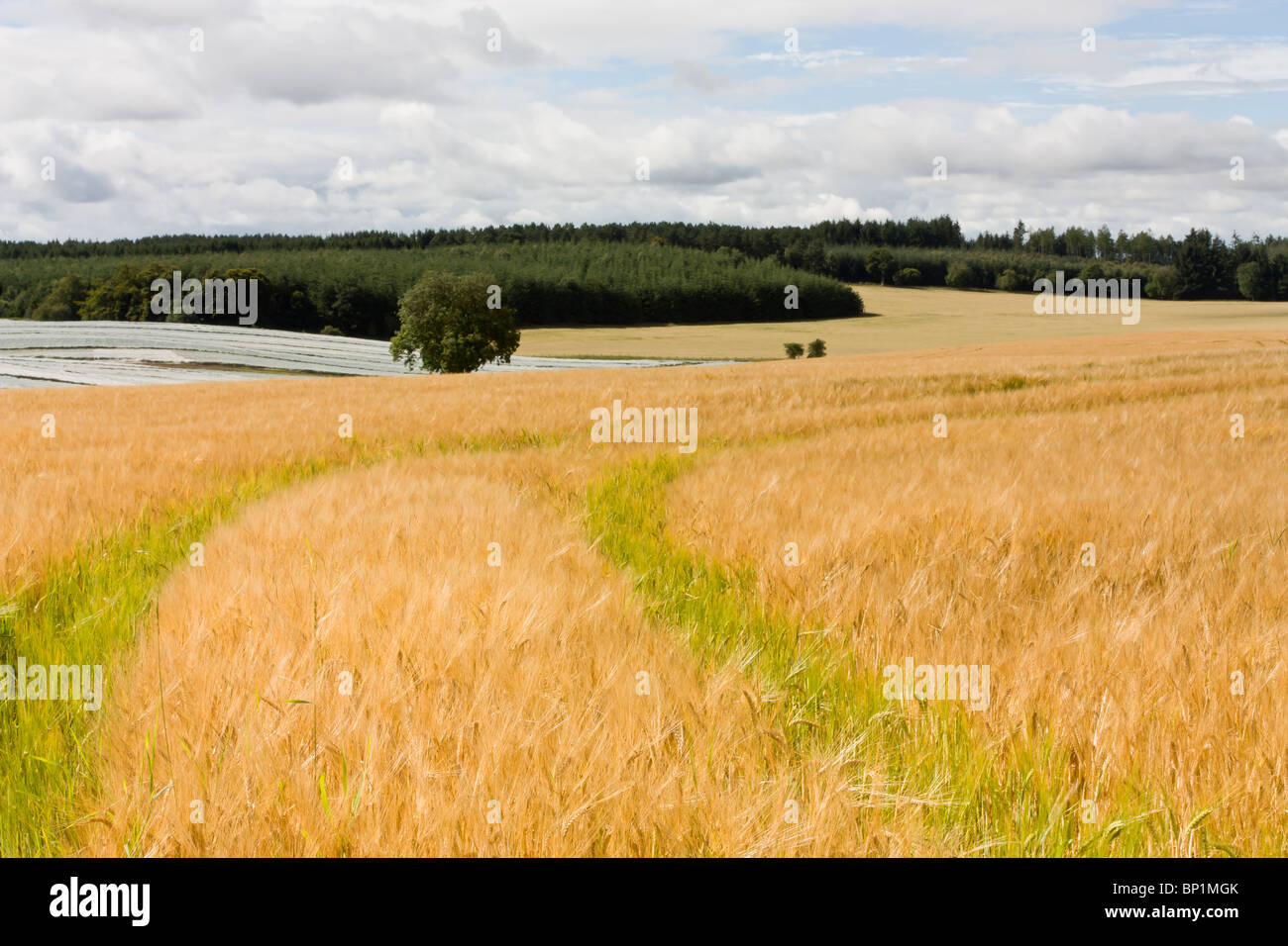 Scottish farming scene with cereal crop in foreground and soft fruit poly tunnels in distance. Stock Photo