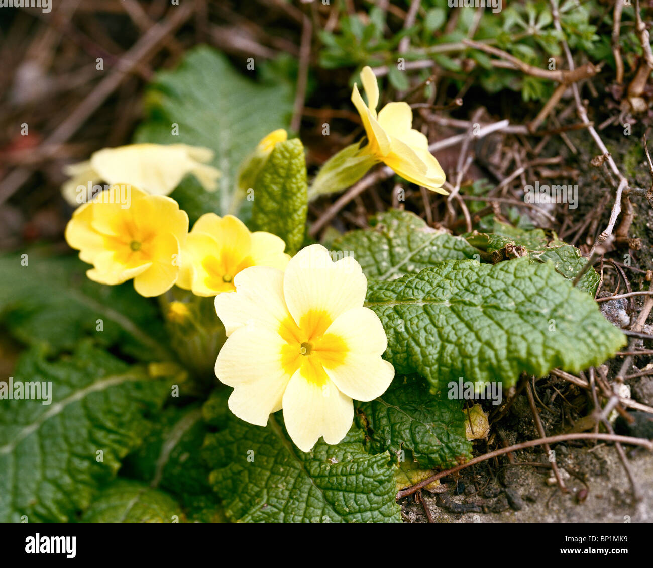 Close-up of primrose Primula vulgaris Stock Photo