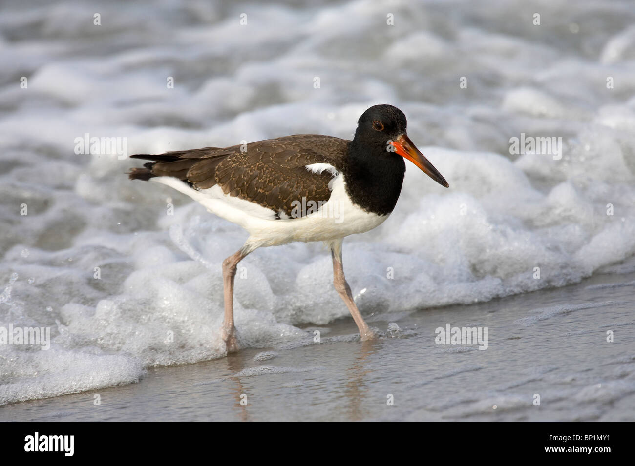 Juvenile American Oystercatcher Wading in the Surf Stock Photo Alamy