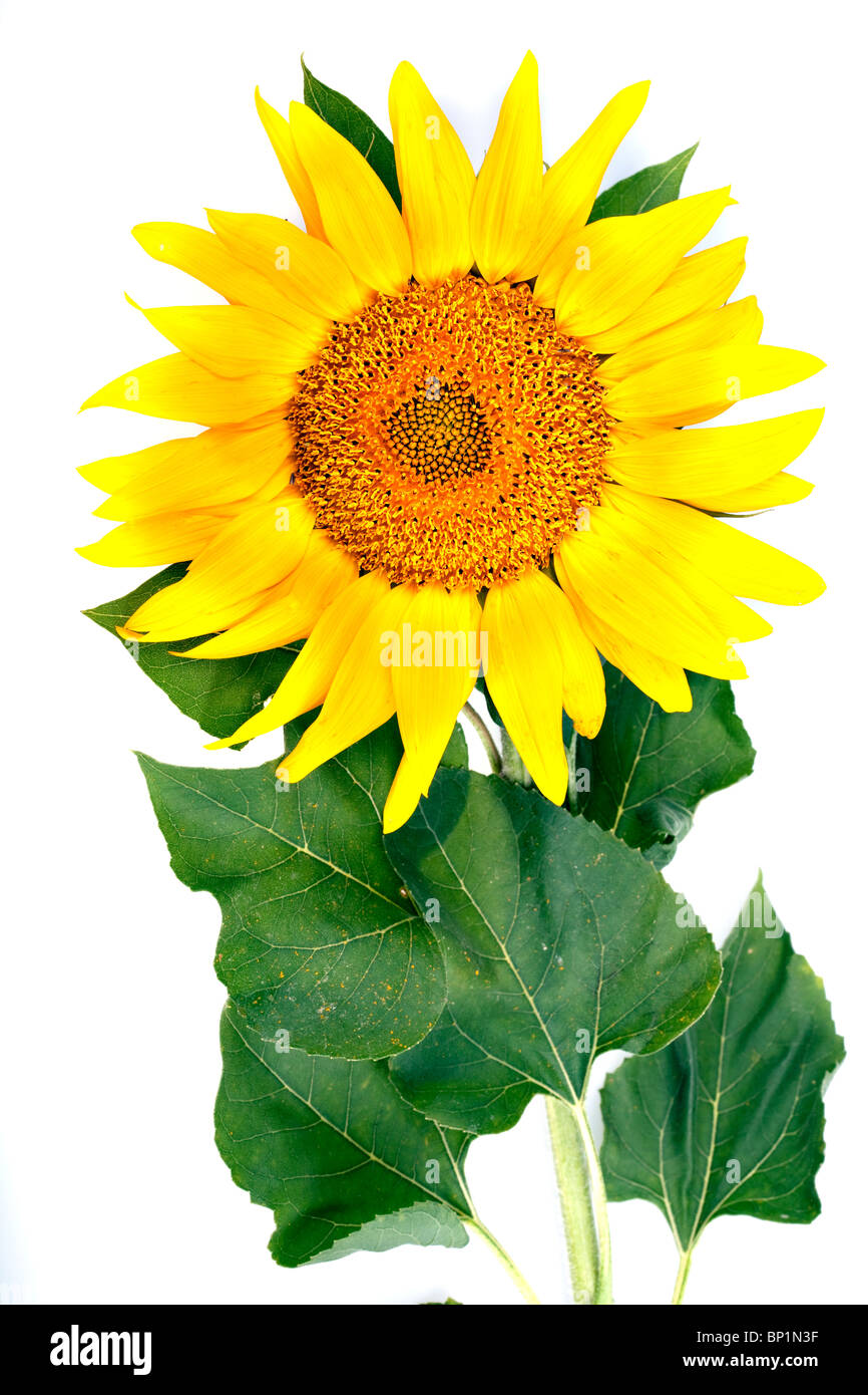 The beautiful sunflower isolated on a white background Stock Photo - Alamy