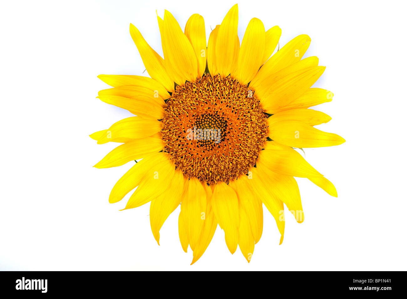 The beautiful sunflower isolated on a white background Stock Photo - Alamy