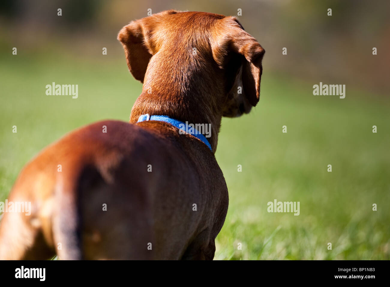 A miniature Dachshund, taken from behind, as he surveys his surroundings. Stock Photo