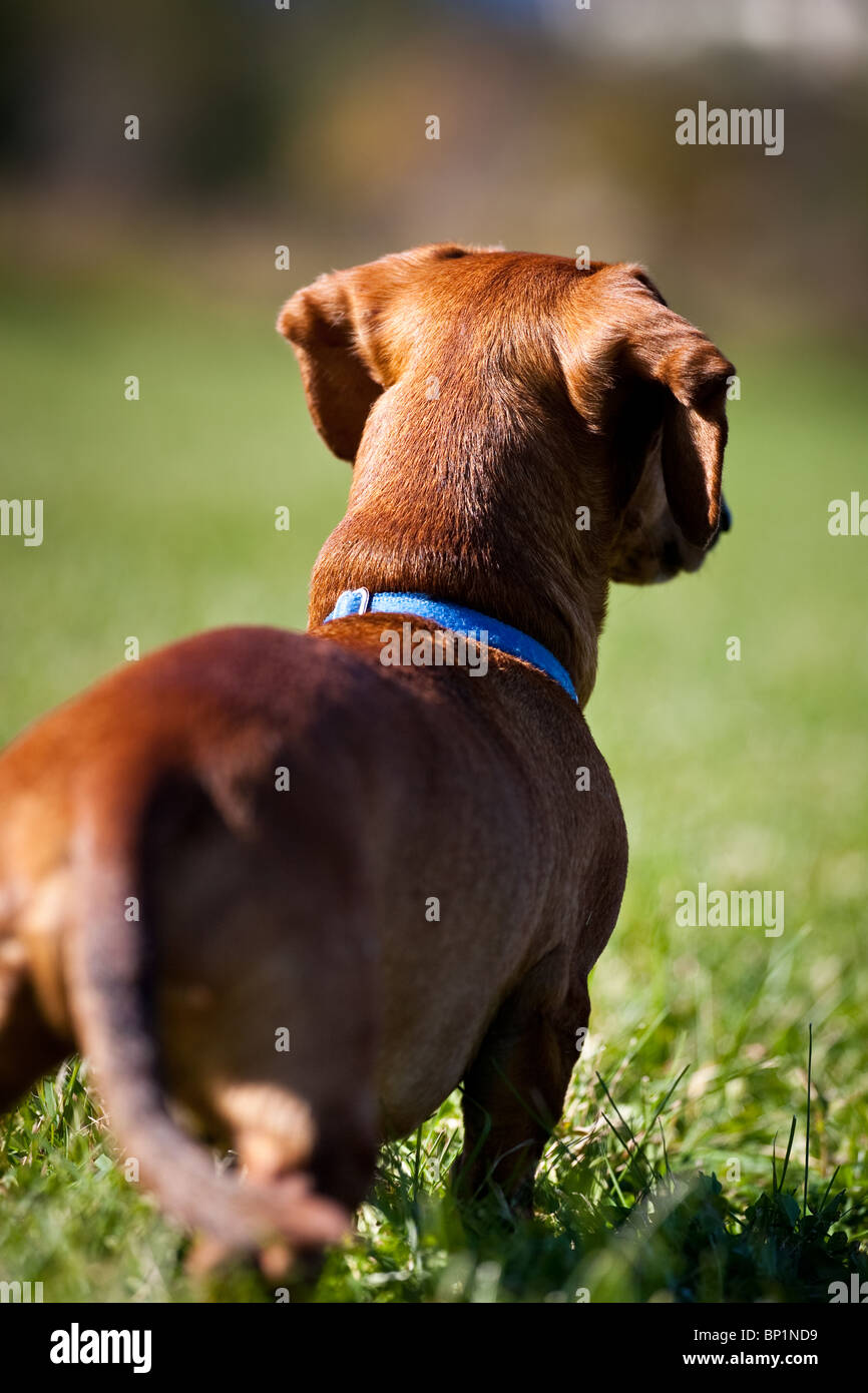 A miniature Dachshund, taken from behind, as he surveys his surroundings. Stock Photo