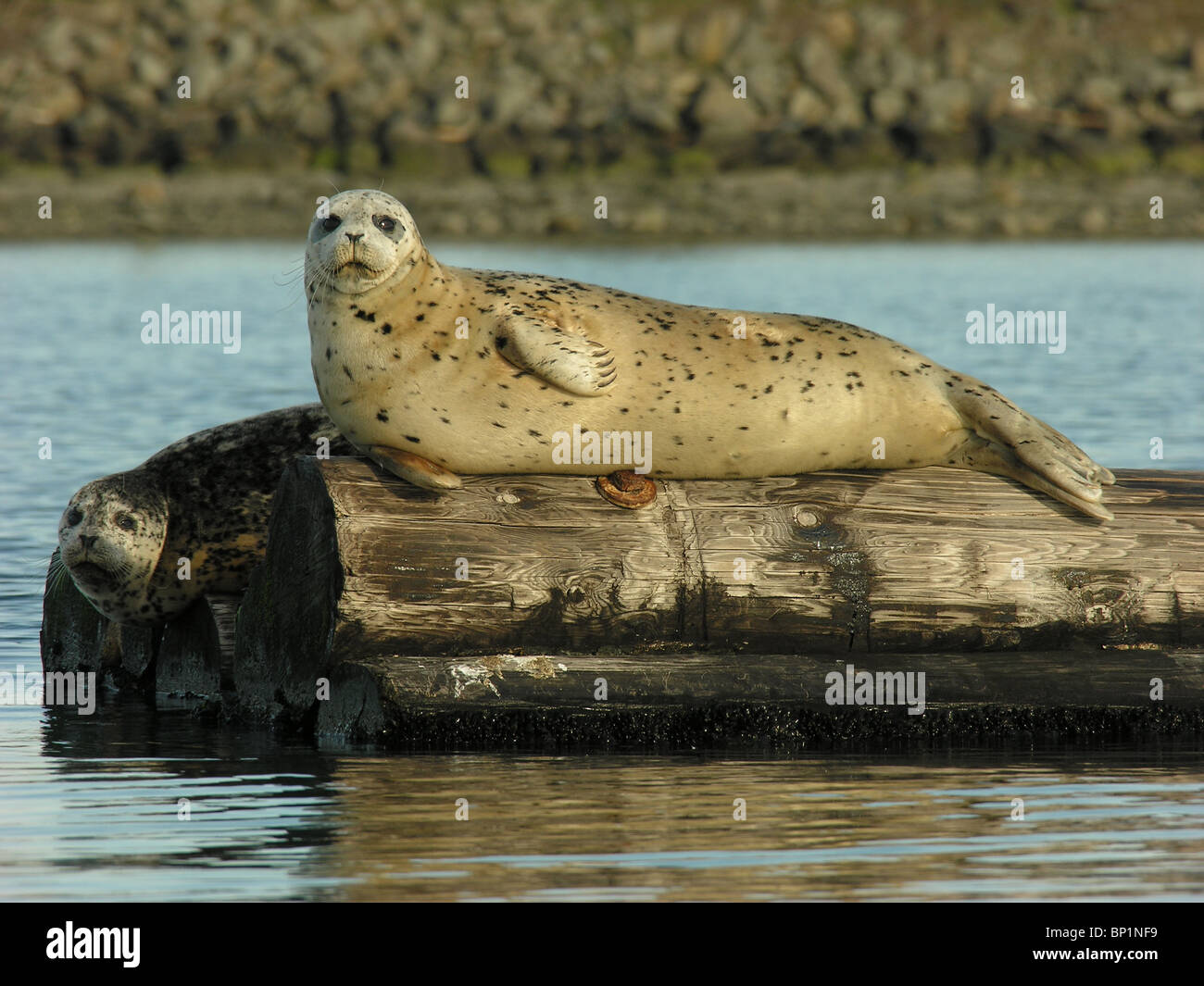 Harbour seals lounge on a log in Saanich Inlet on Vancouver Island ...