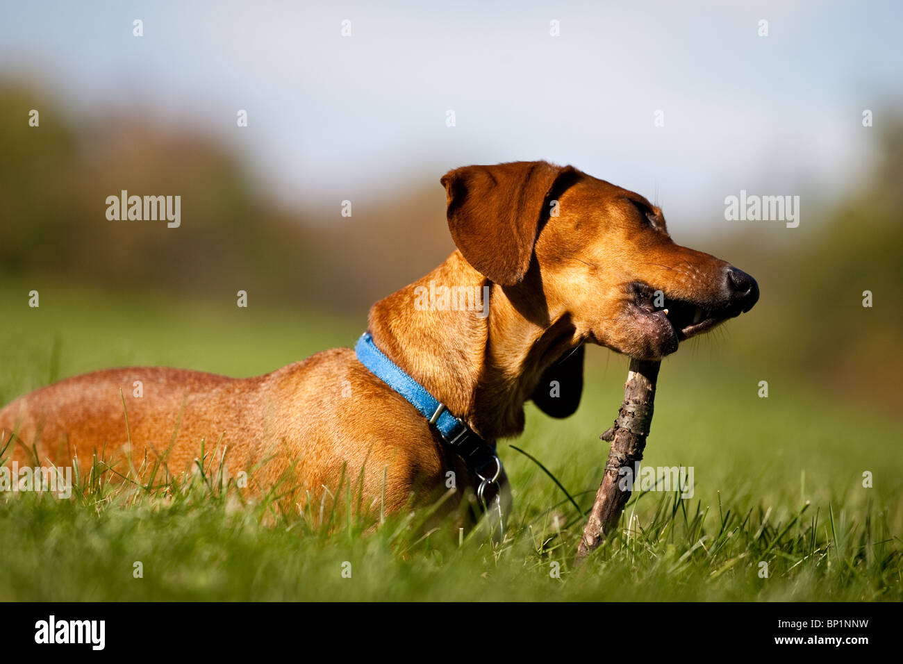 A miniature Dachshund lying in the grass, chewing on a stick. Stock Photo