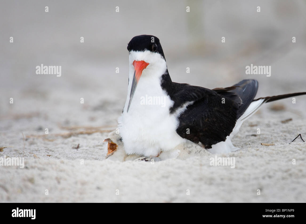 Adult Black Skimmer Brooding Chicks Stock Photo Alamy