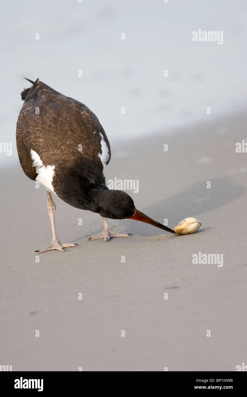Juvenile American Oystercatcher Trying to Open a Bivalve Stock Photo