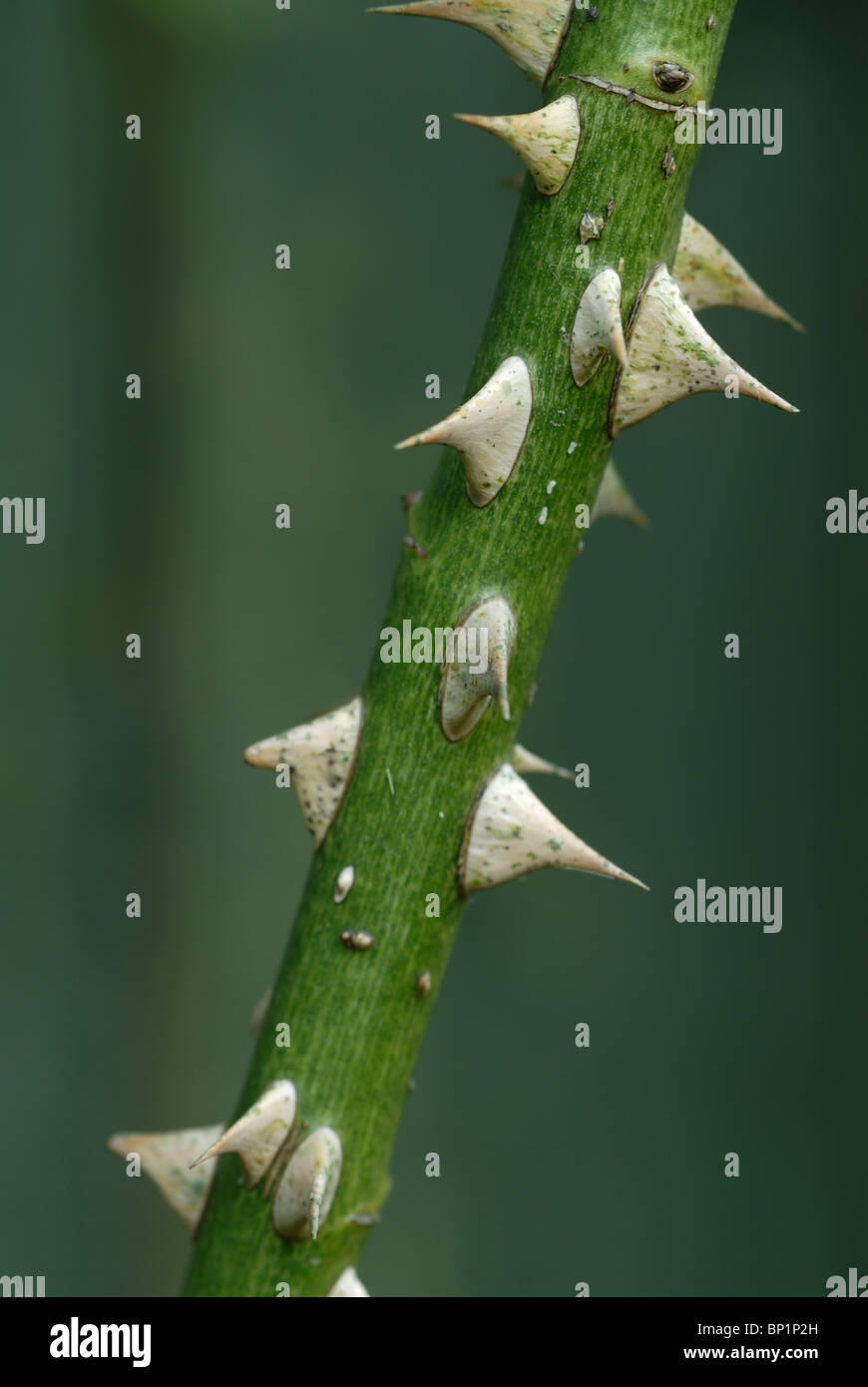 Rose with thorns hires stock photography and images Alamy