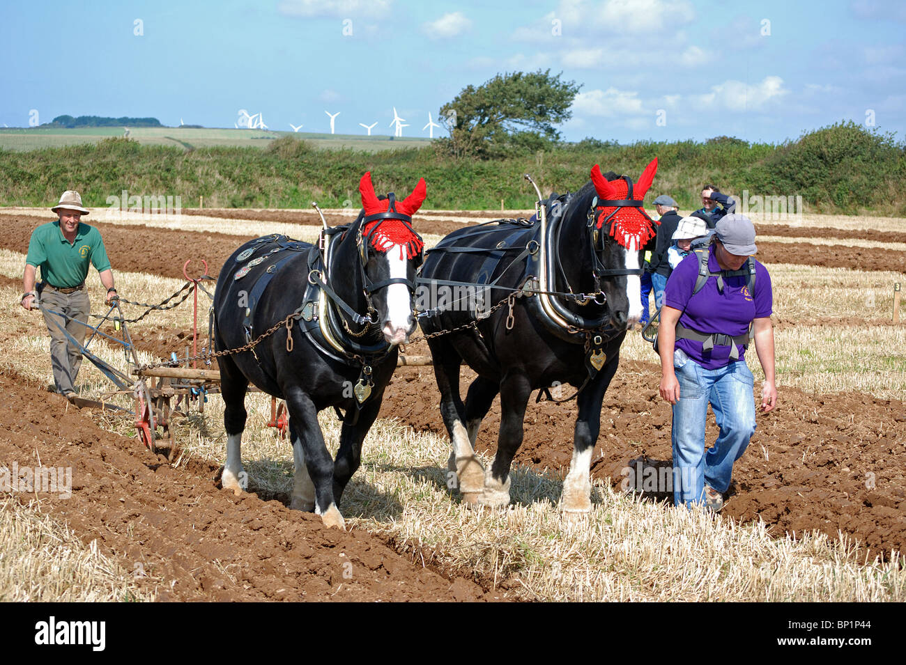 horses being used to plough a field, cornwall, uk Stock Photo Alamy