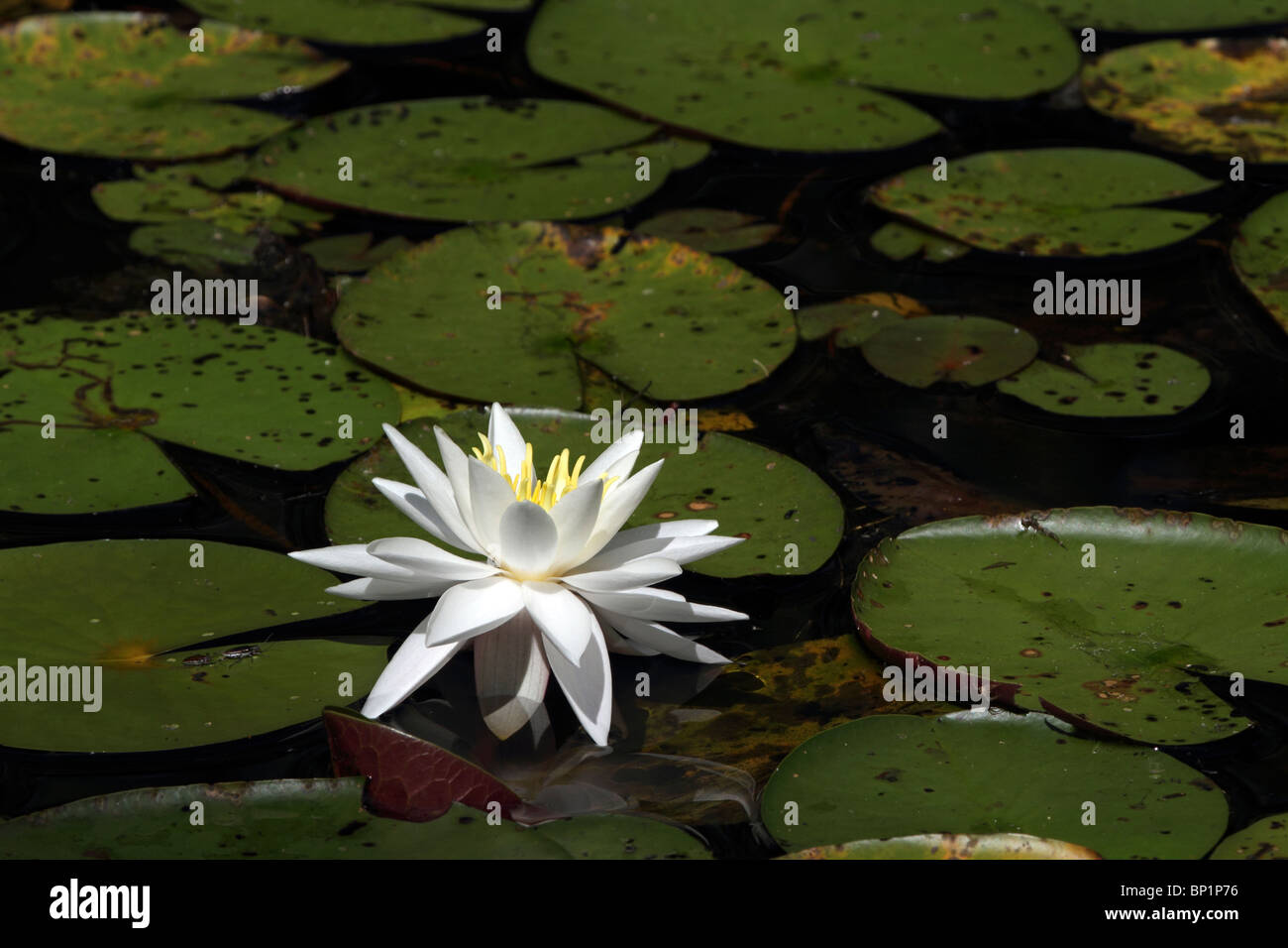 A Water Lily flower among lily pads. Leamings Run Gardens, Cape May Court House, New Jersey, USA Stock Photo