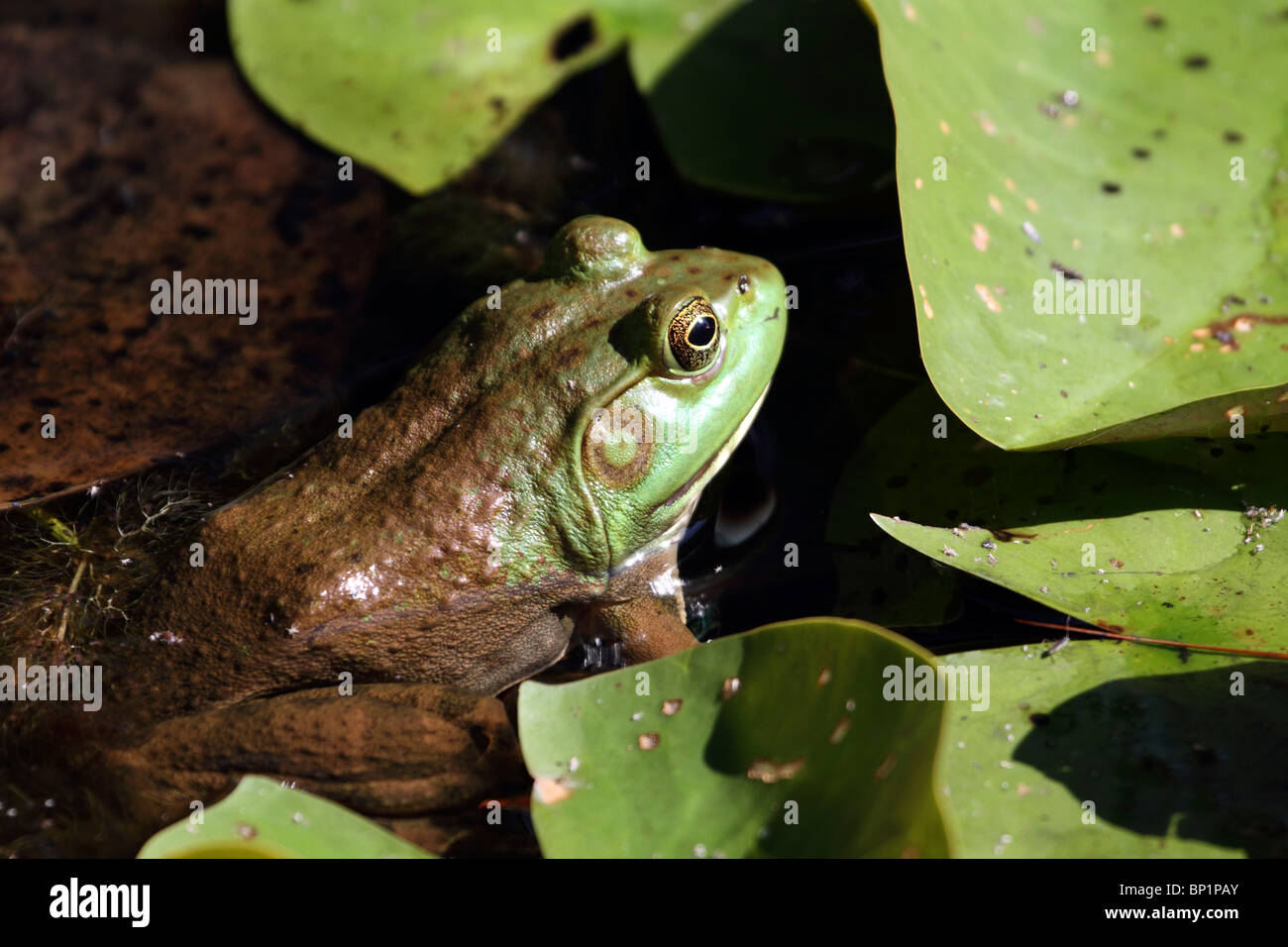 An American Bullfrog, sitting half submerged among lilly pads. Leamings ...