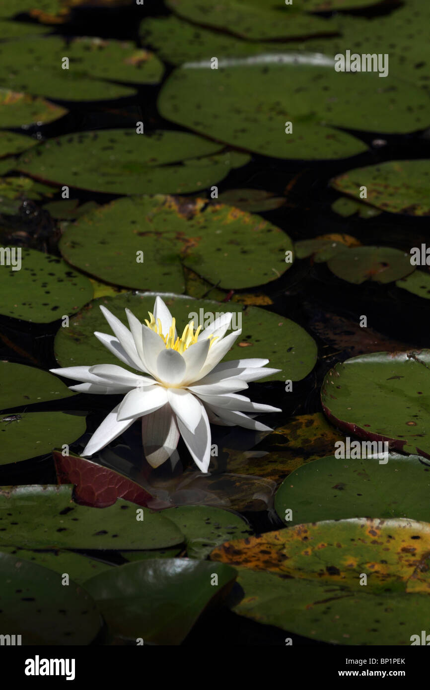 Jersey lily hires stock photography and images Alamy