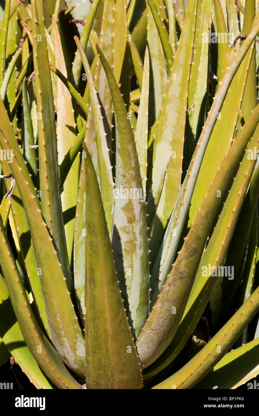 Aloe Vera plant Stock Photo