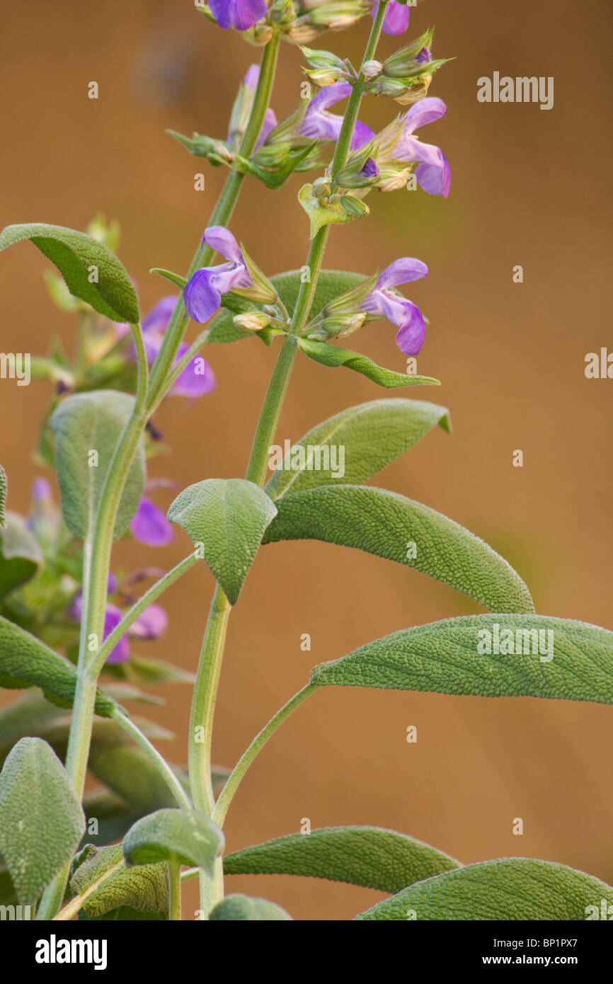 Sage plant in bloom Stock Photo Alamy