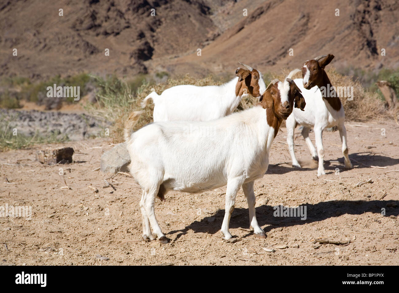Namibia Goat High Resolution Stock Photography and Images Alamy