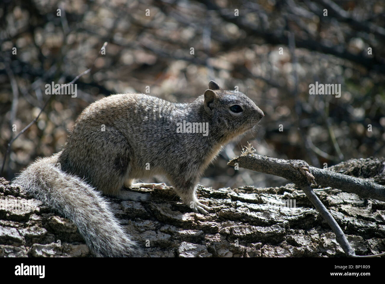 A rock squirrel (Spermophilus variegatus) sitting on the trunk of a fallen Narrowleaf Cottonwood (Populus angustifolia) tree. Stock Photo
