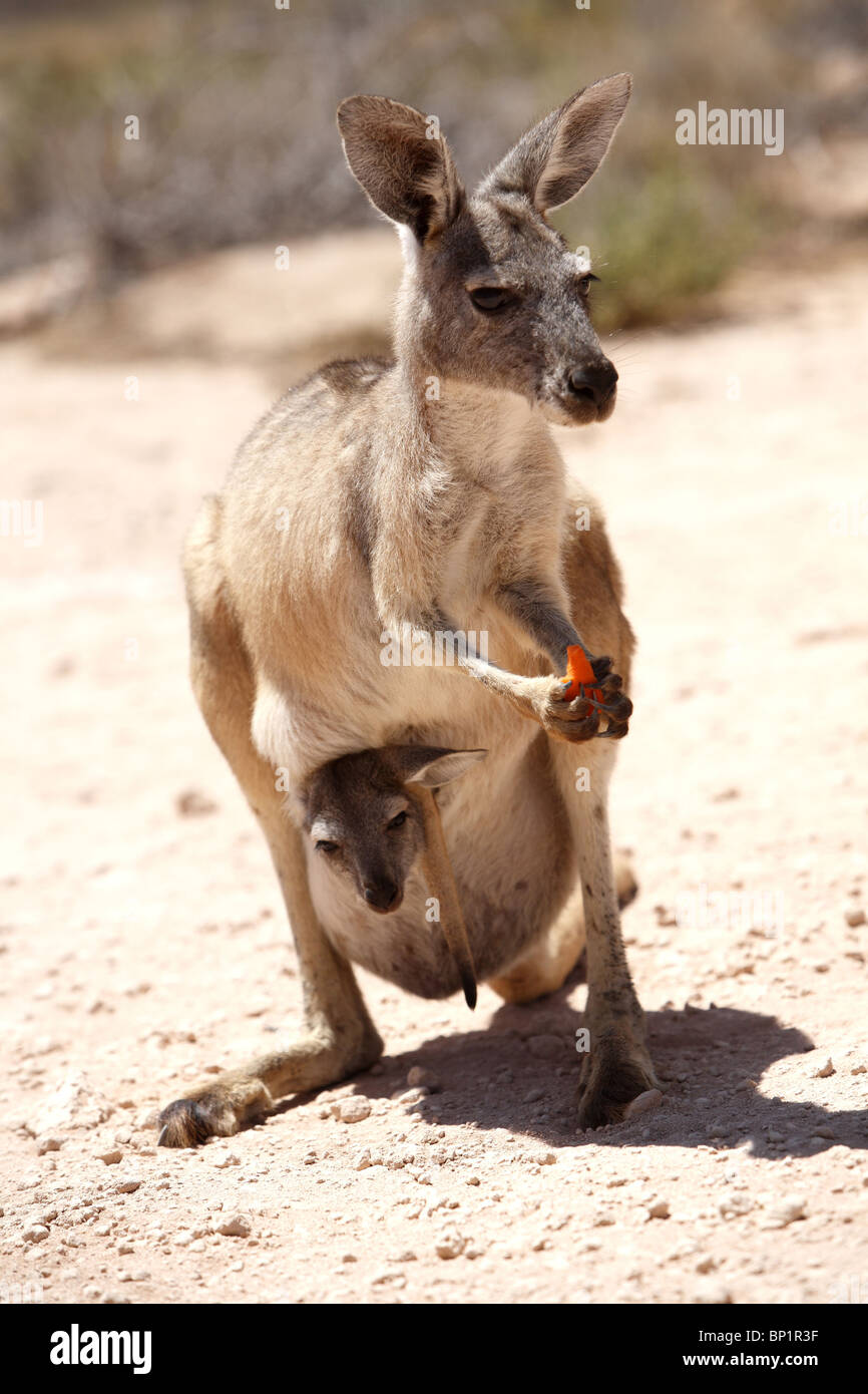 Kangaroo with joey in pouch, Exmouth, Australia Stock Photo