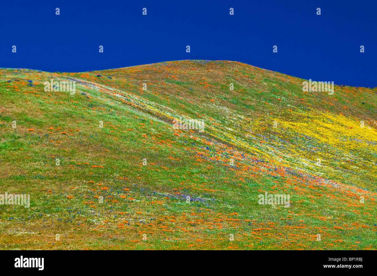 Wildflowers in the Tehachapi Mountains, Angeles National Forest